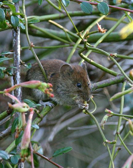 Bank Vole <i>Clethrionomys glareolus</i>